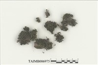 藏品(牆苔屬)的圖片